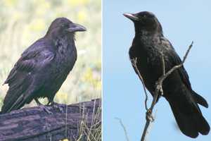 Wildlife Damage Management Series for Midwestern Farmers, Crows - MSU ...