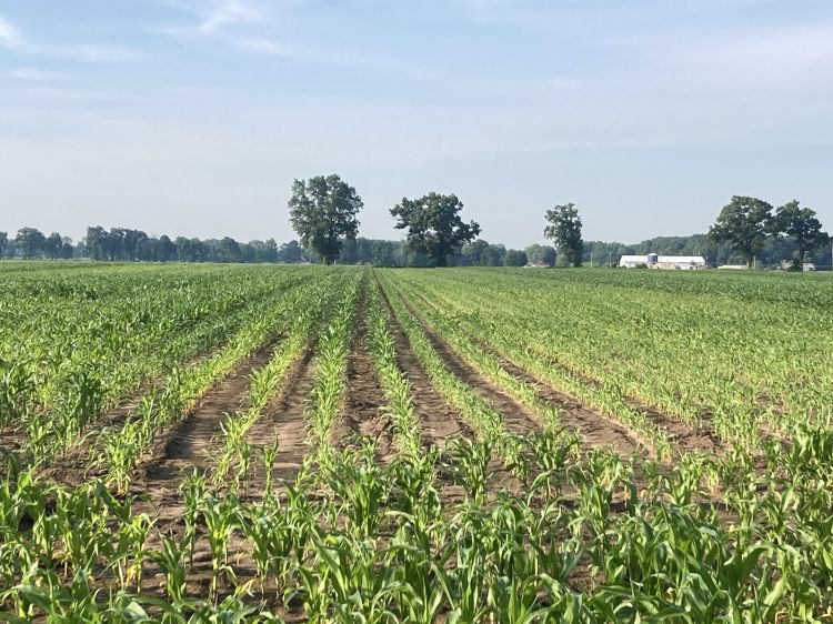 A field of young corn where the corn in the middle is more yellowish in color than the more green colored surrounding corn.