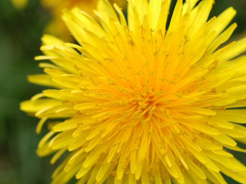  dandelion5.jpg 