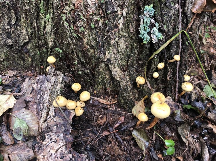 Clusters of P. alnicola growing at the base of an oak.