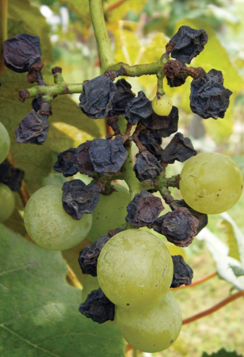  Mummified berries on a cluster. 