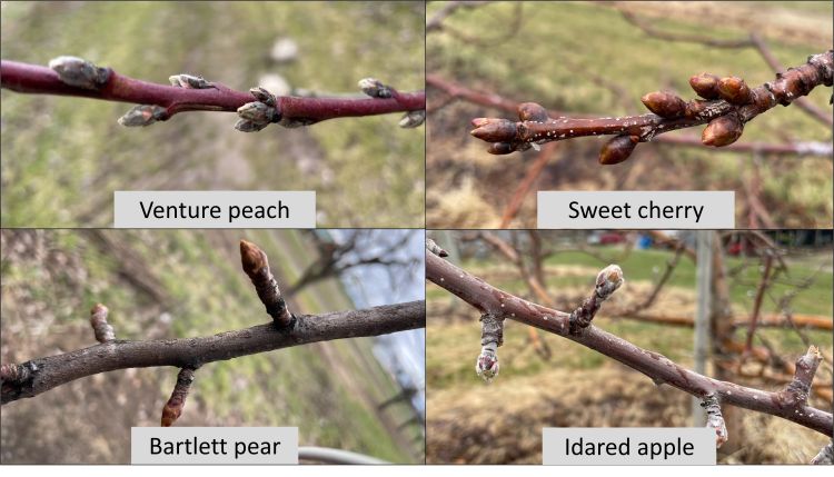 Apple, peach, cherry and pear branches.