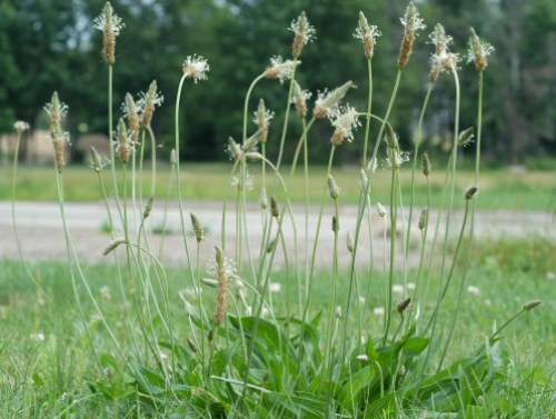  buckhorn plantain1.jpg 