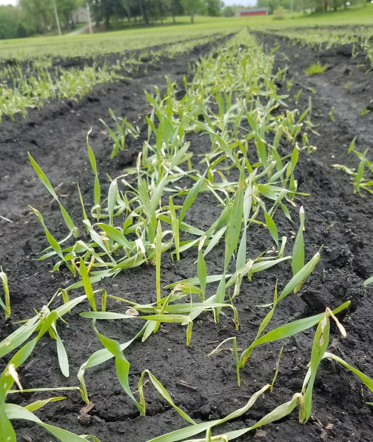 Late April sown onions just seem to be sitting there.