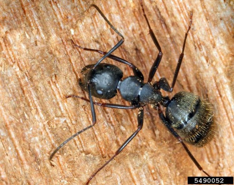 Closeup of a black carpenter ant adult.
