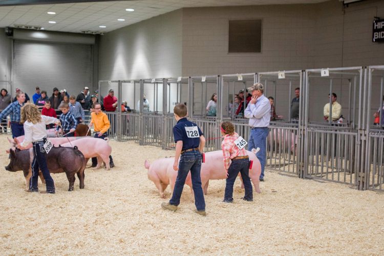 The show ring is not a style show: find out what to wear when exhibiting livestock. Photo credit: Michigan Pork Producers Association