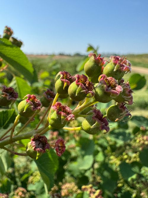 Saskatoon berries at fruit set.
