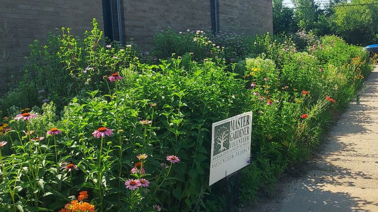 A pollinator garden with a descriptive sign