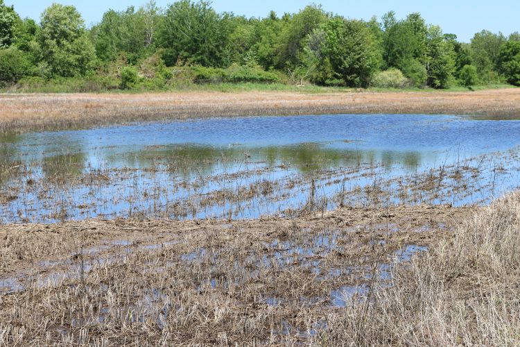 Flooded field