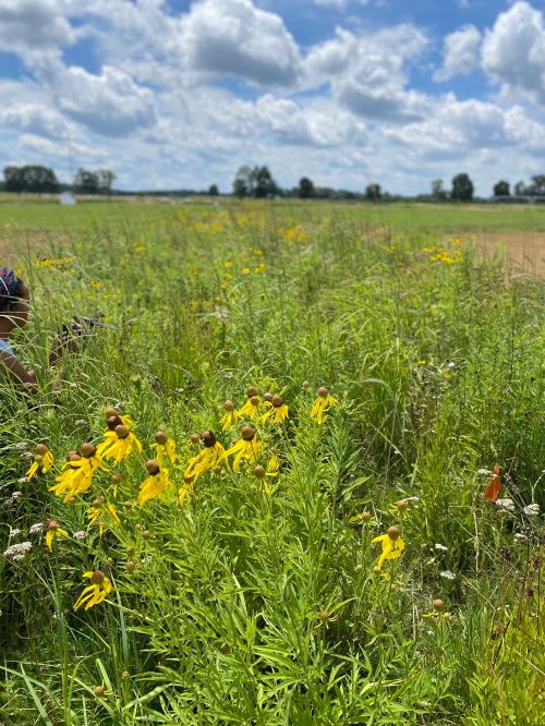 Flowers in a field.