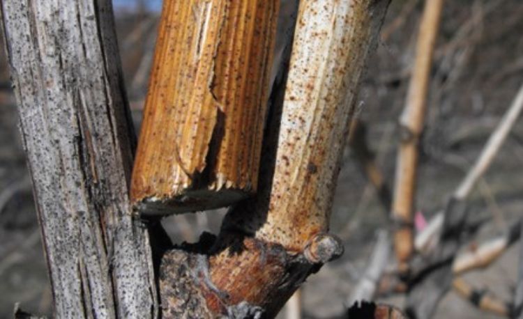 Grape canes that were collecting during winter.