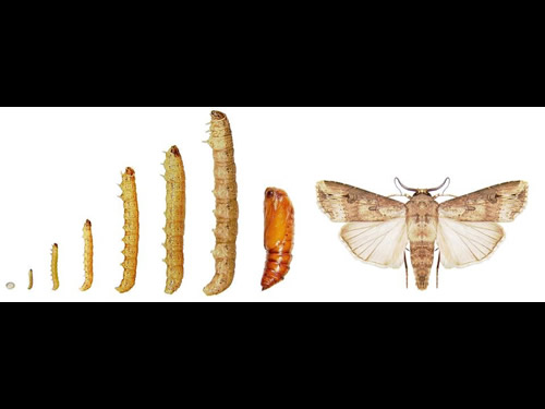 Cutworm life cycle 