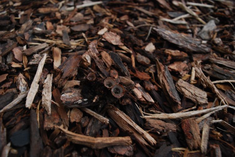 Group of Cyathus Striatus fruiting bodies appearing on wood chips in the MPS gardens. Striations visible in the cup.