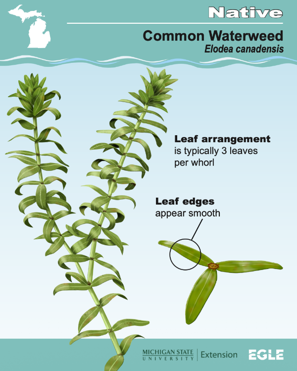 Cover image shares diagram of the native aquatic plant, Common Waterweed. Image show aquatic plant that typically has 3 leaves arranged per whorl. Leaf edges also appear smooth for the Common Waterwed.