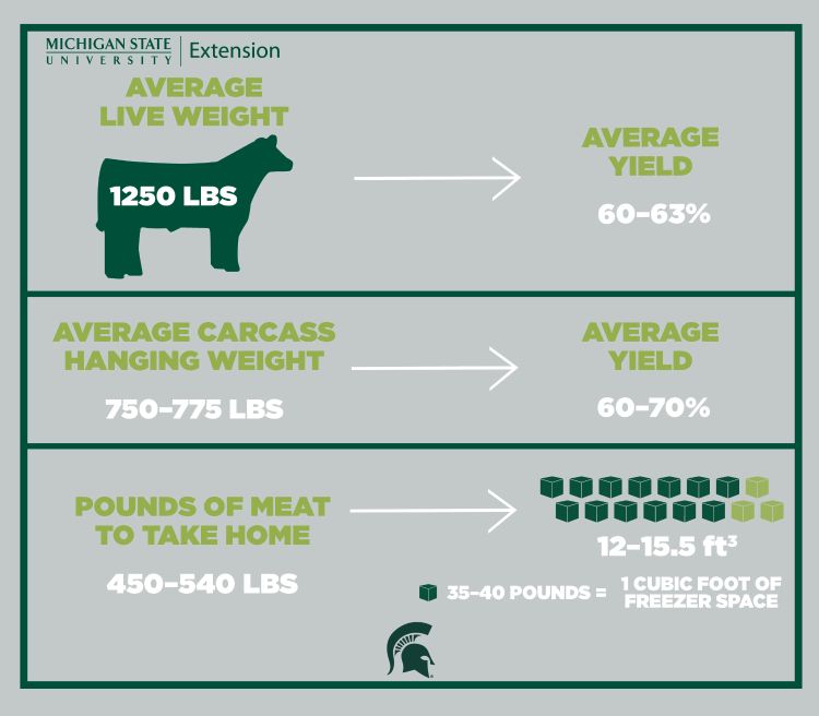 Michigan State University Extension infographic showing freezer beef yield estimates: a 1,250-pound live animal yields about 60–63%, resulting in a 750–775-pound carcass with 60–70% yield, and approximately 450–540 pounds of take-home meat requiring about 12–15.5 cubic feet of freezer space (35–40 pounds per cubic foot).