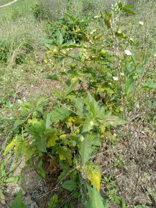 Horsenettle weeds growing in a Christmas tree field.