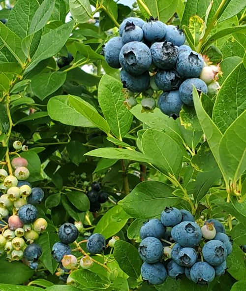 Blueberries