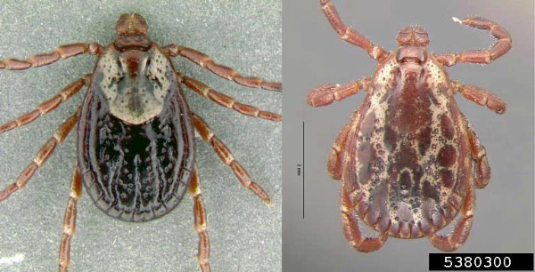 The left side of the image shows the marking of a female American dog tick. The left side of the image shows the markings of a  male American dog tick.