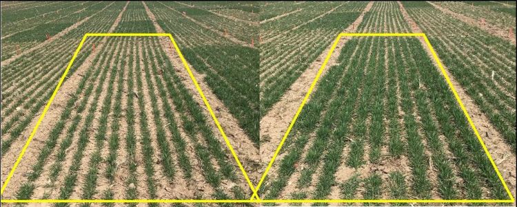 Wheat plots