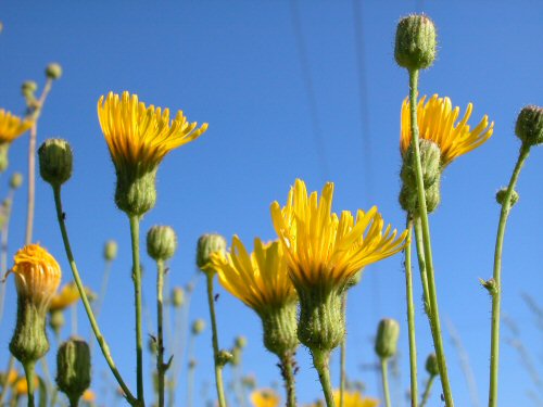  Perennial Sowthistle6.jpg 