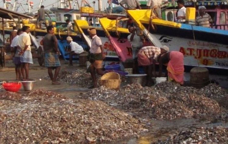 People sorting and cleaning fish near colorful docked boats, with large piles of fish on the ground.