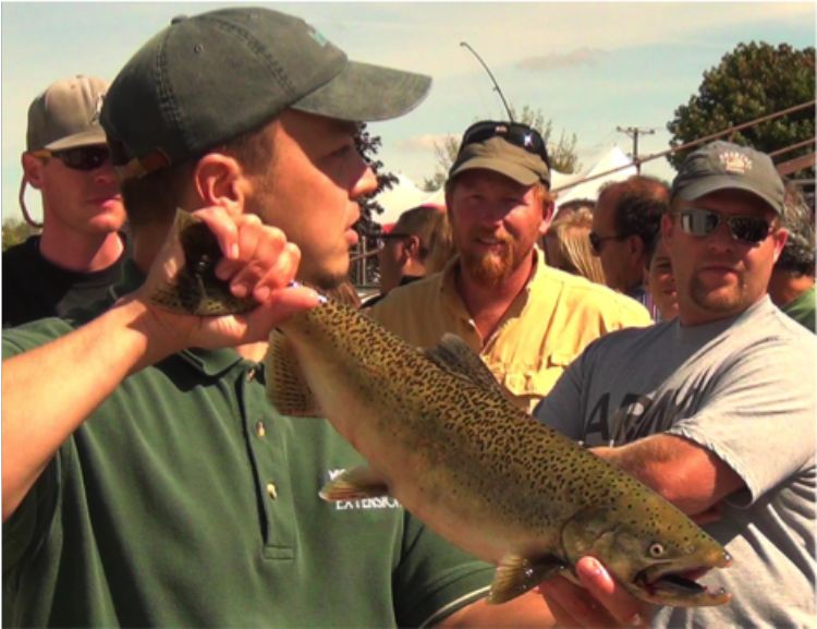 This Chinook salmon “jack” caught near Grand Haven had all of its fins, so anglers can easily determine that it was born in the wild.