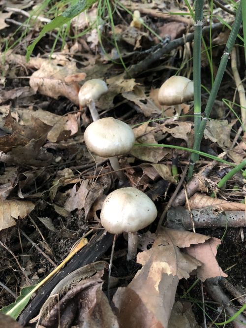 E. majaloides growing terrestrially in a grassy forest area.