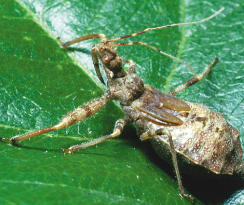 Assassin bug adult.