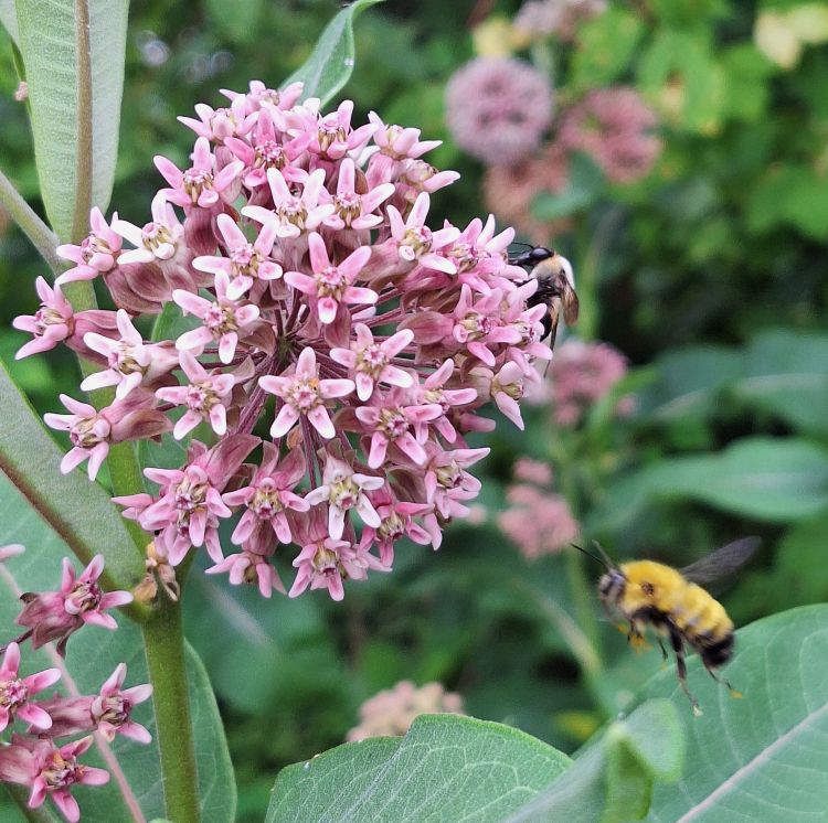 A light pink flower with many tiny blooms and a bee flying nearby.