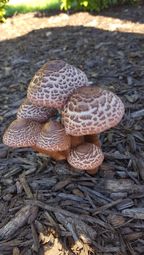 Leucoagaricus americanus.