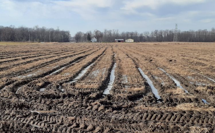 Deep and pervasive harvest ruts.