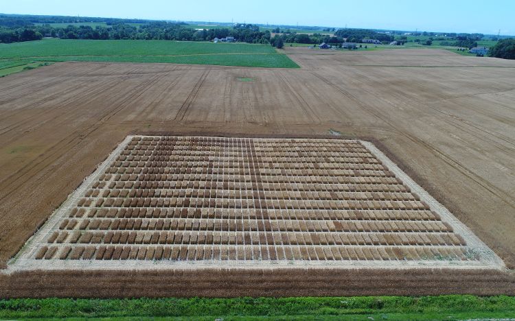 Allegan County State Yield Trial located near Hamilton, Michigan. Photo taken July 28, 2017, provided by Dennis Pennington, MSU.