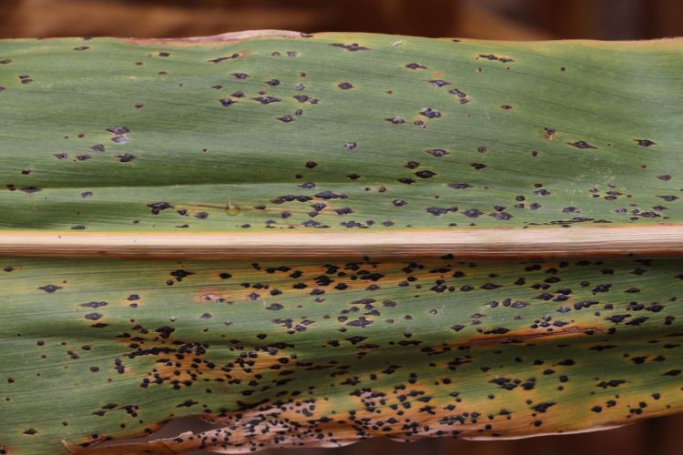 Tar spot symptoms