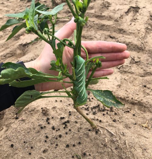 Hornworm on plant