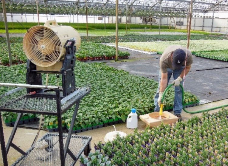 Worker in a greenhouse