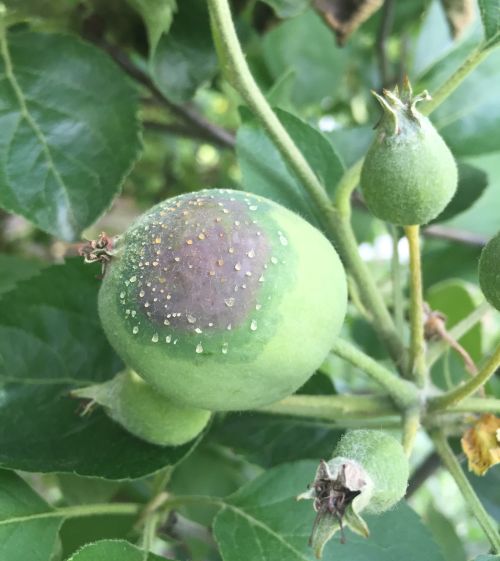 Fire blight ooze on apple fruit.