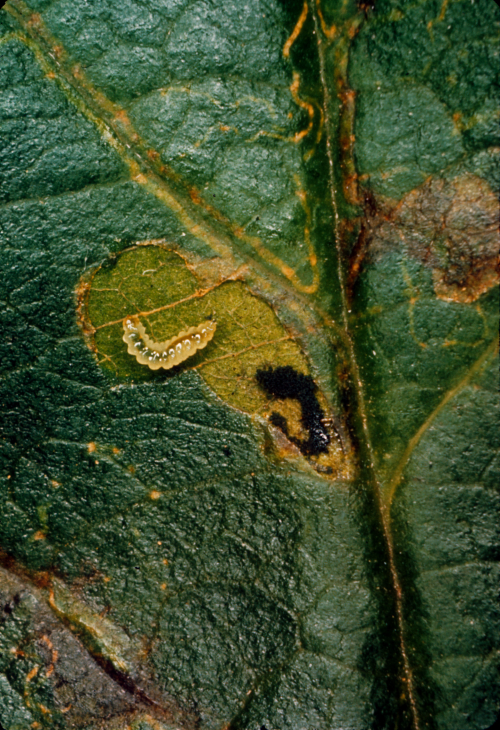 Larvae mine the tissue under the upper epidermis, which becomes nearly transparent.