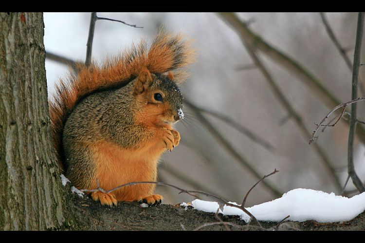 A squirrel sitting on a snow covered branch.