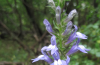 Great blue lobelia