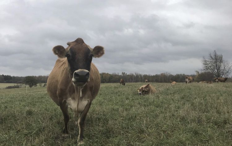 Cows graze in a field in Michigan