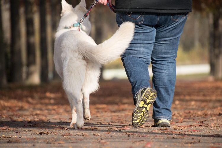 A photo of a person walking along a sidewalk with a white dog.