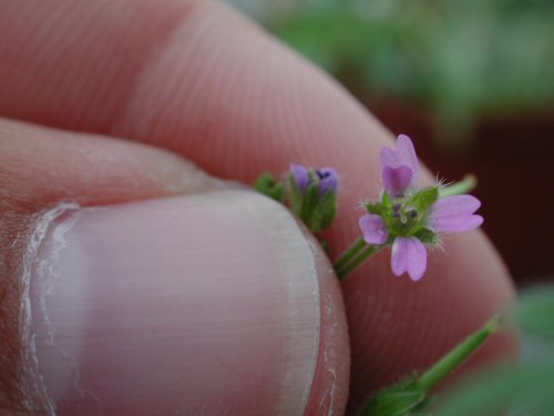  common geranium3.jpg 