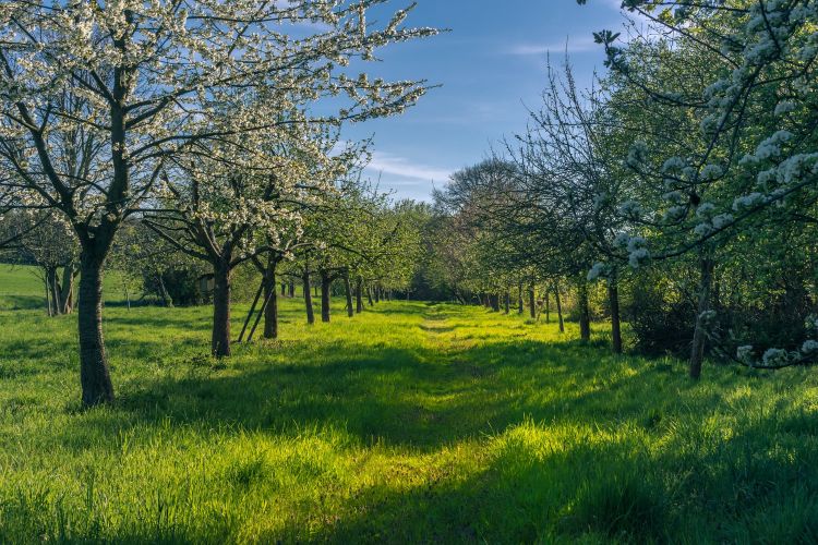 Apple orchard