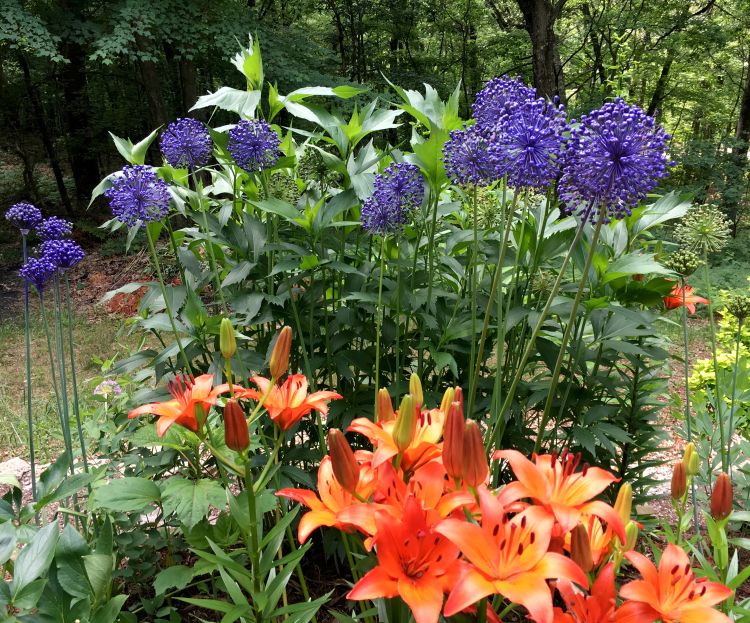 Stiff-stemmed Allium, such ‘Mount Everest’, work best for spray painting. All photos by Rebecca Finneran, MSU Extension.