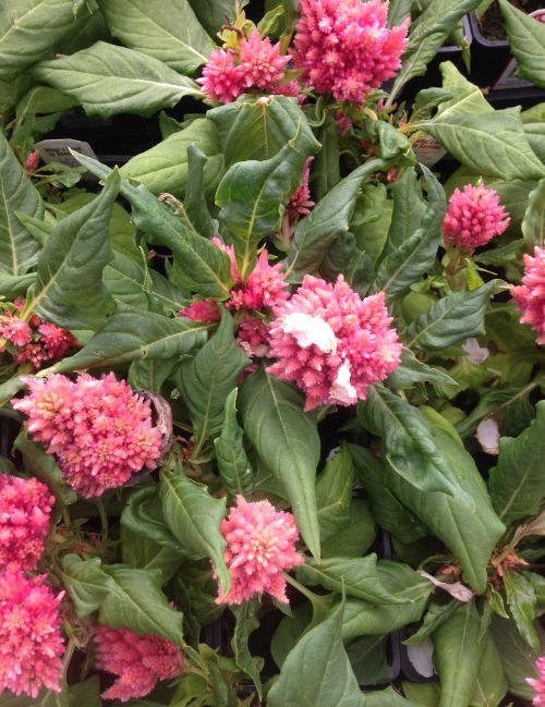 Broad mite damage on celosia. Photo by Heidi Lindberg, MSU Extension.