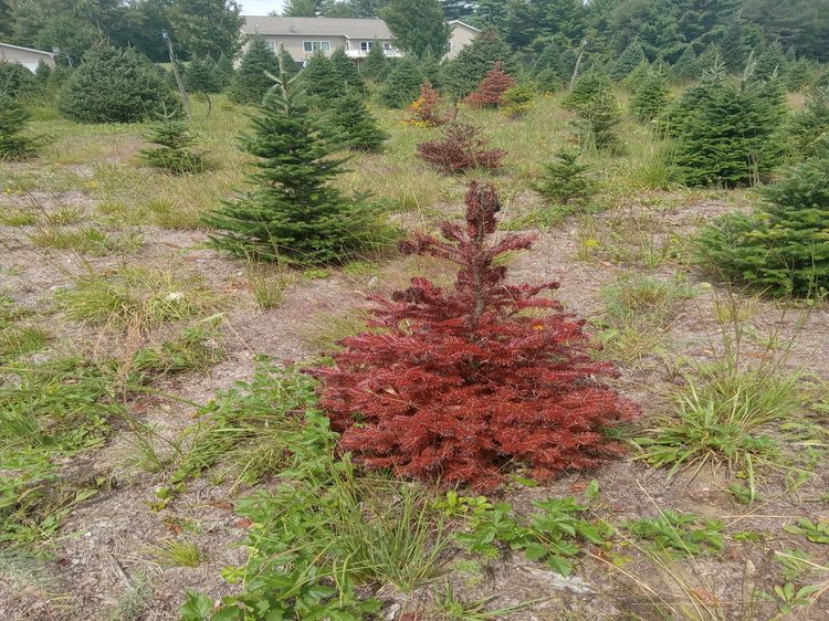 brown Christmas tree in a field
