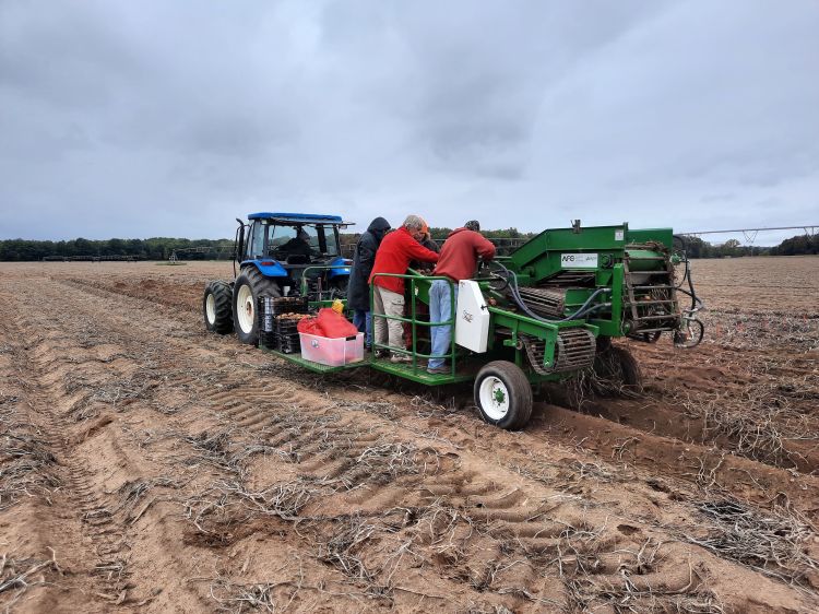 Potatoes being harvested.