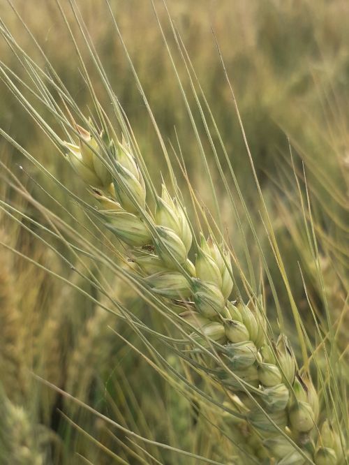 Wheat in a field.