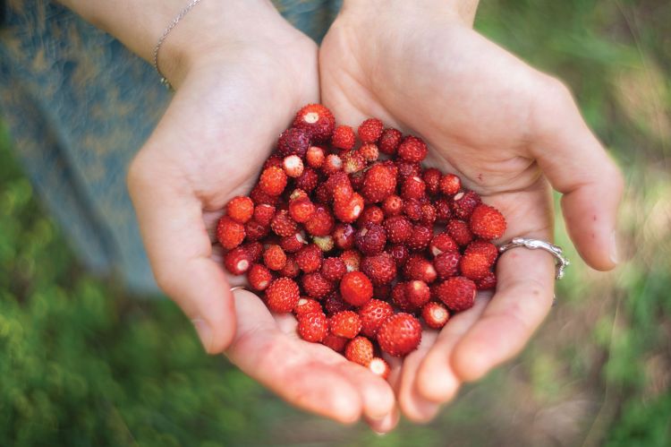 A set of hands holding wild strawberries.