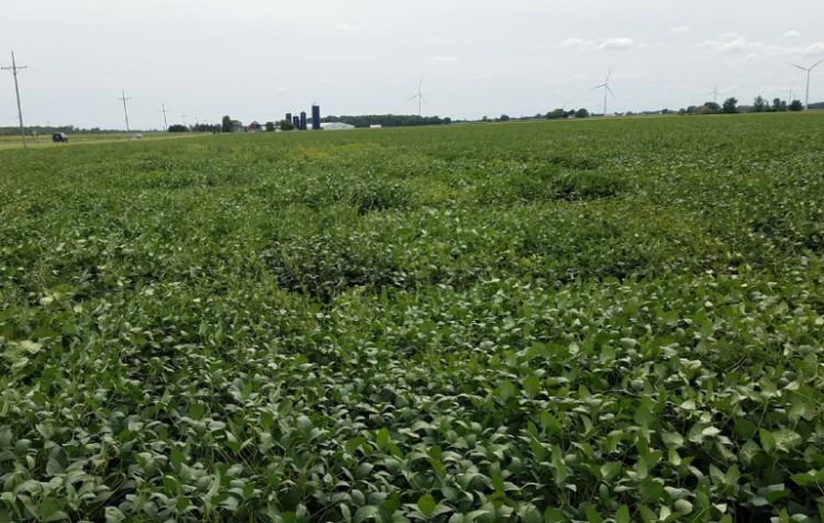 Soybean field